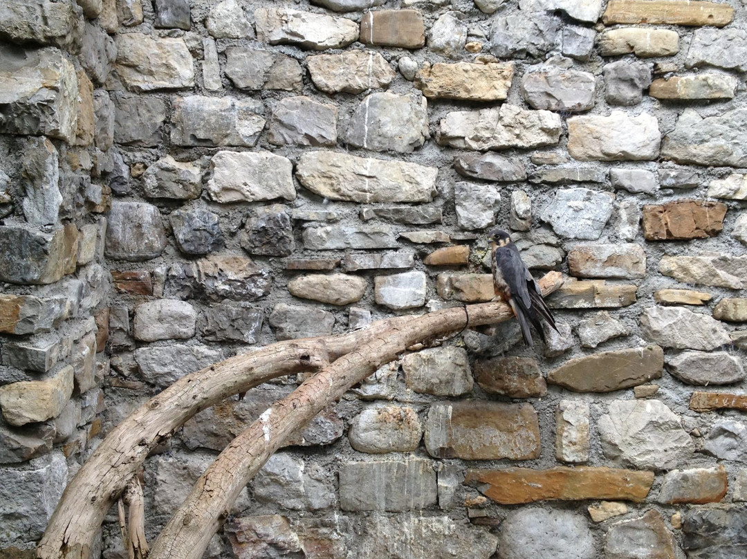 Centro Di Recupero Dell'avifauna Ferita景点图片