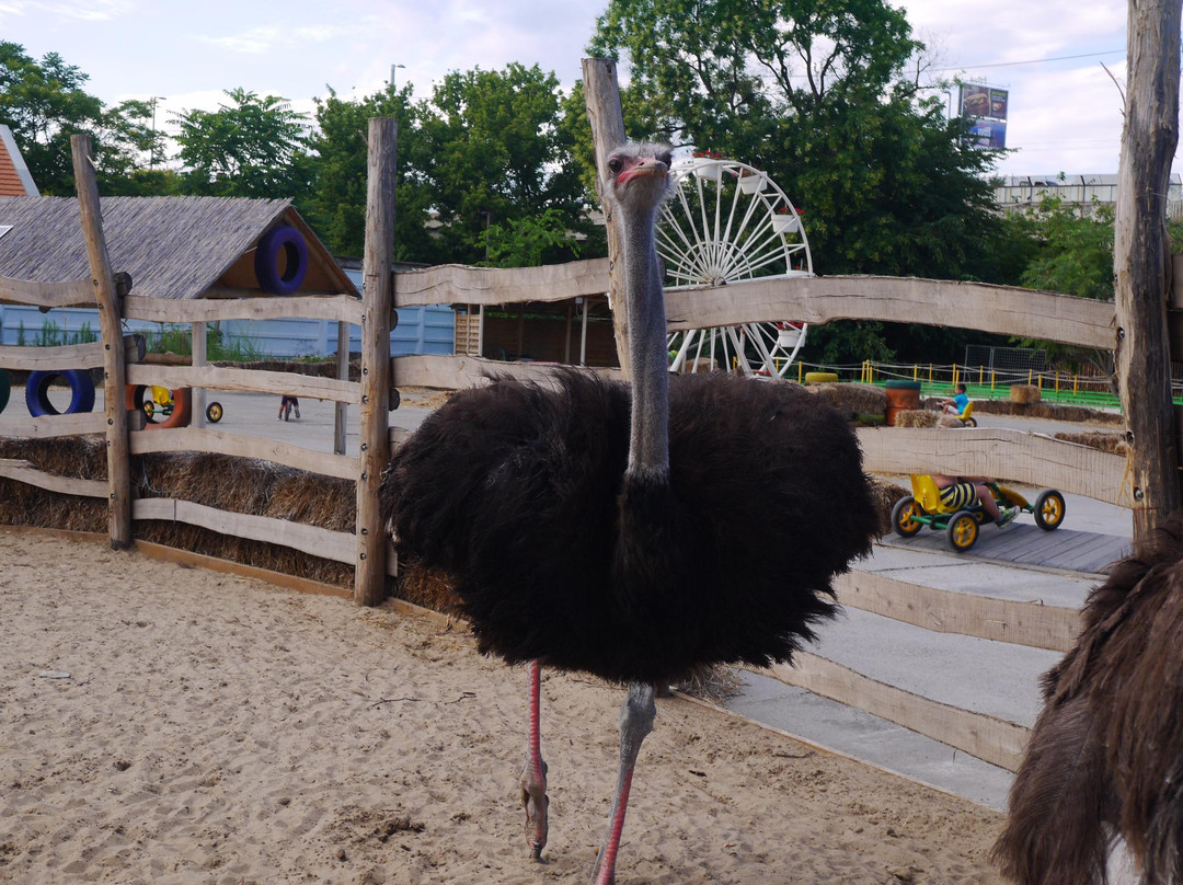 Show Zoo景点图片