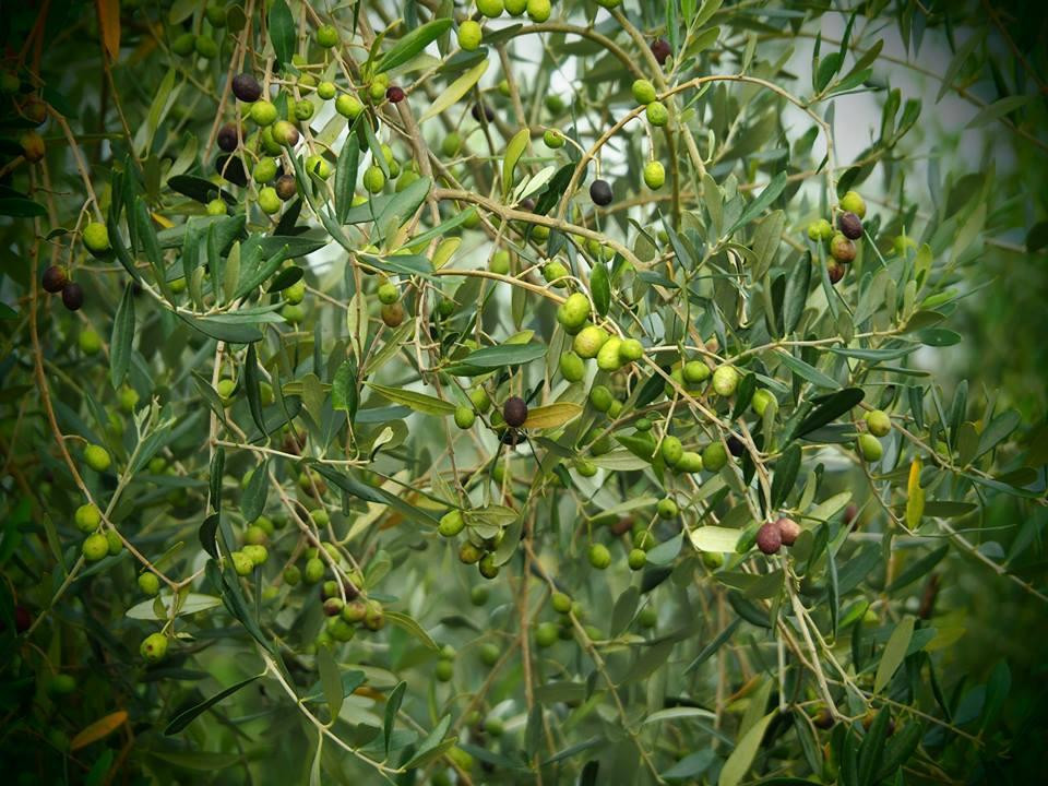 Amakusa Olive Garden Avilo-天草市必去景点