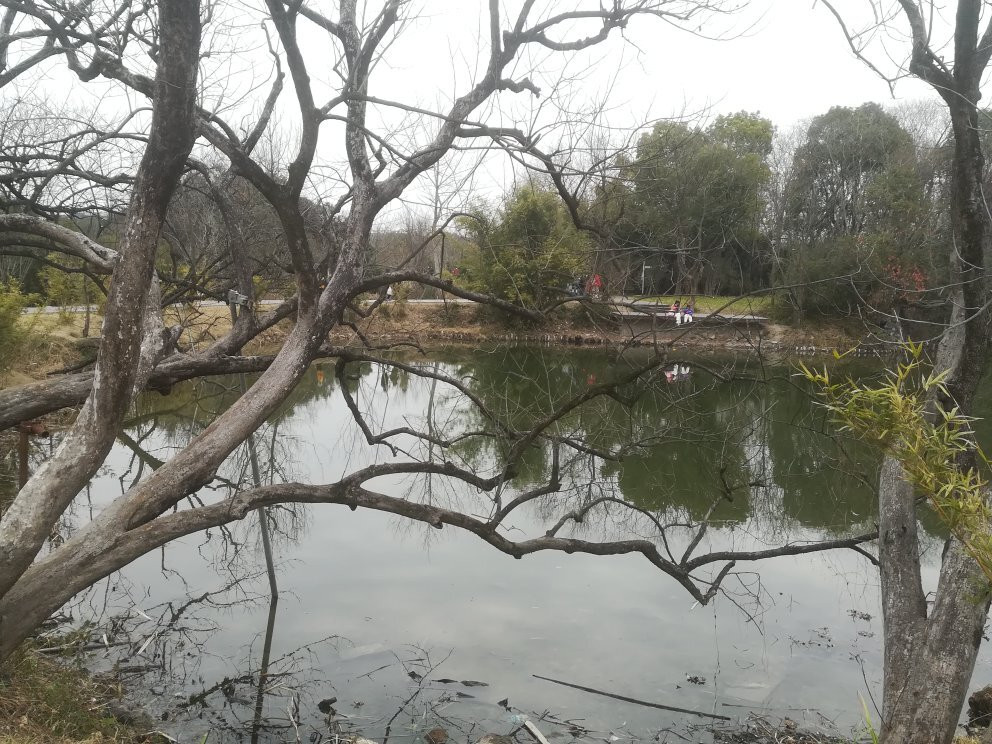 西溪湿地公园景点图片