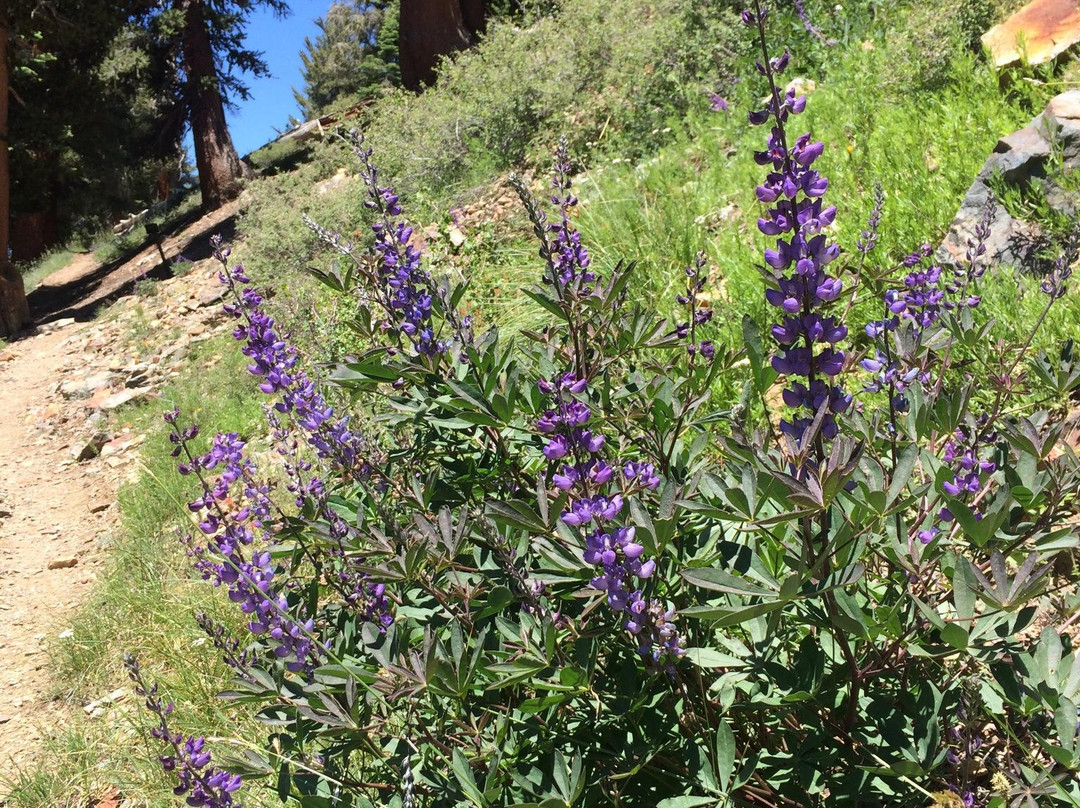 Mineral King Valley-红杉&国王峡谷国家公园必去景点