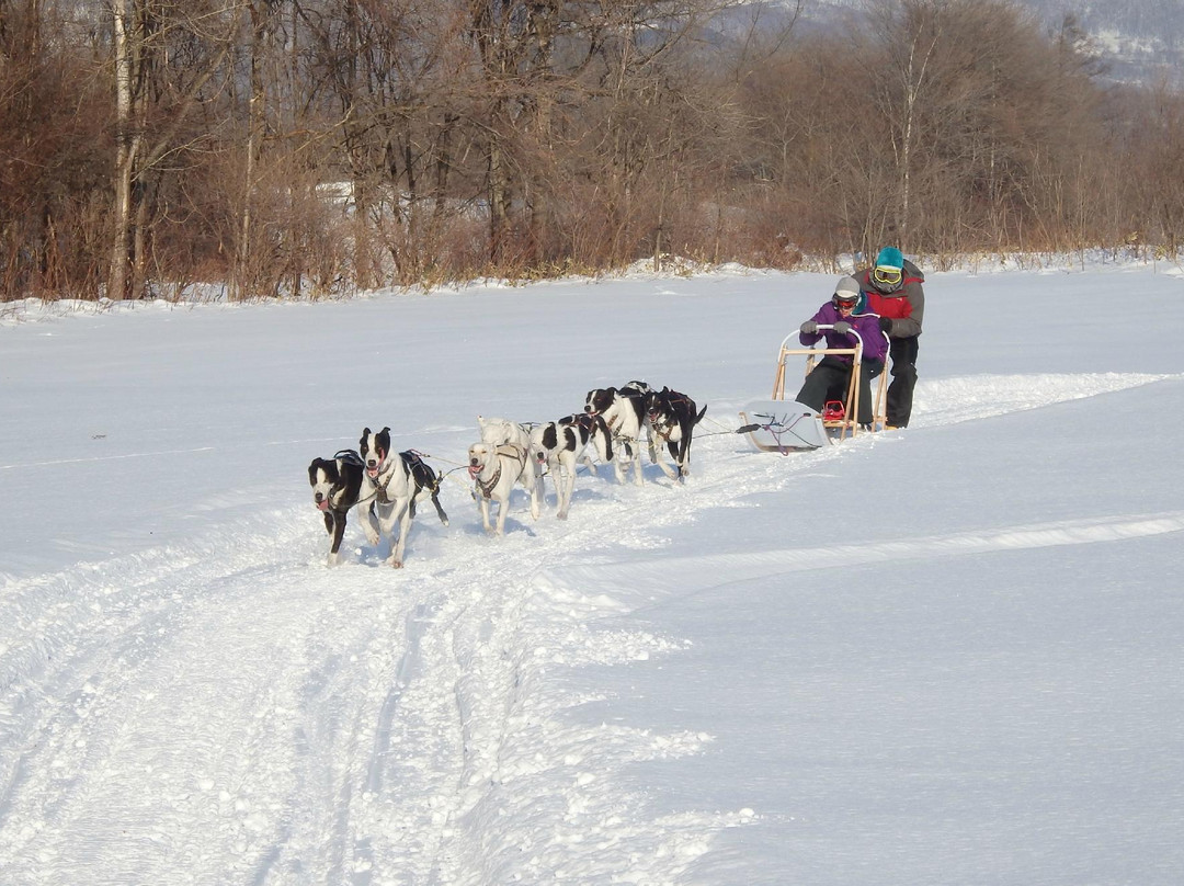 Mushing Works Dog Sledding Tours-鹿追町必去景点
