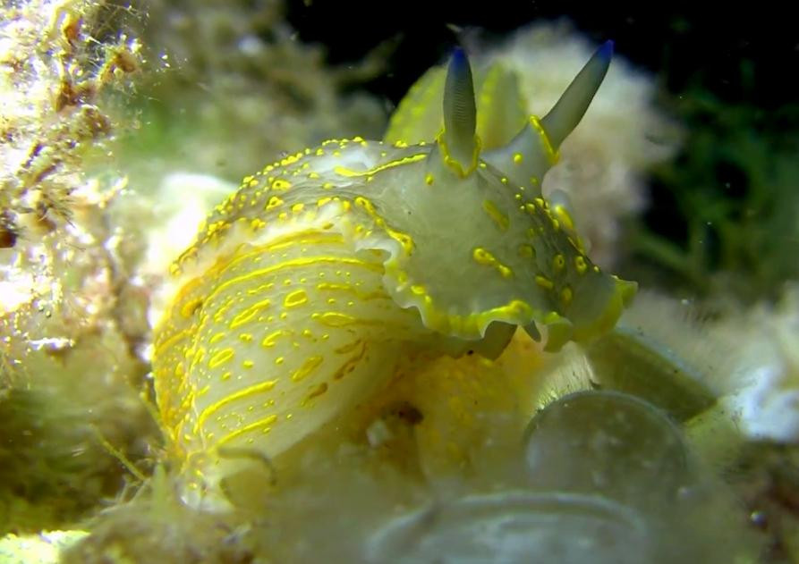 Dive Mallorca-Portocolom必去景点