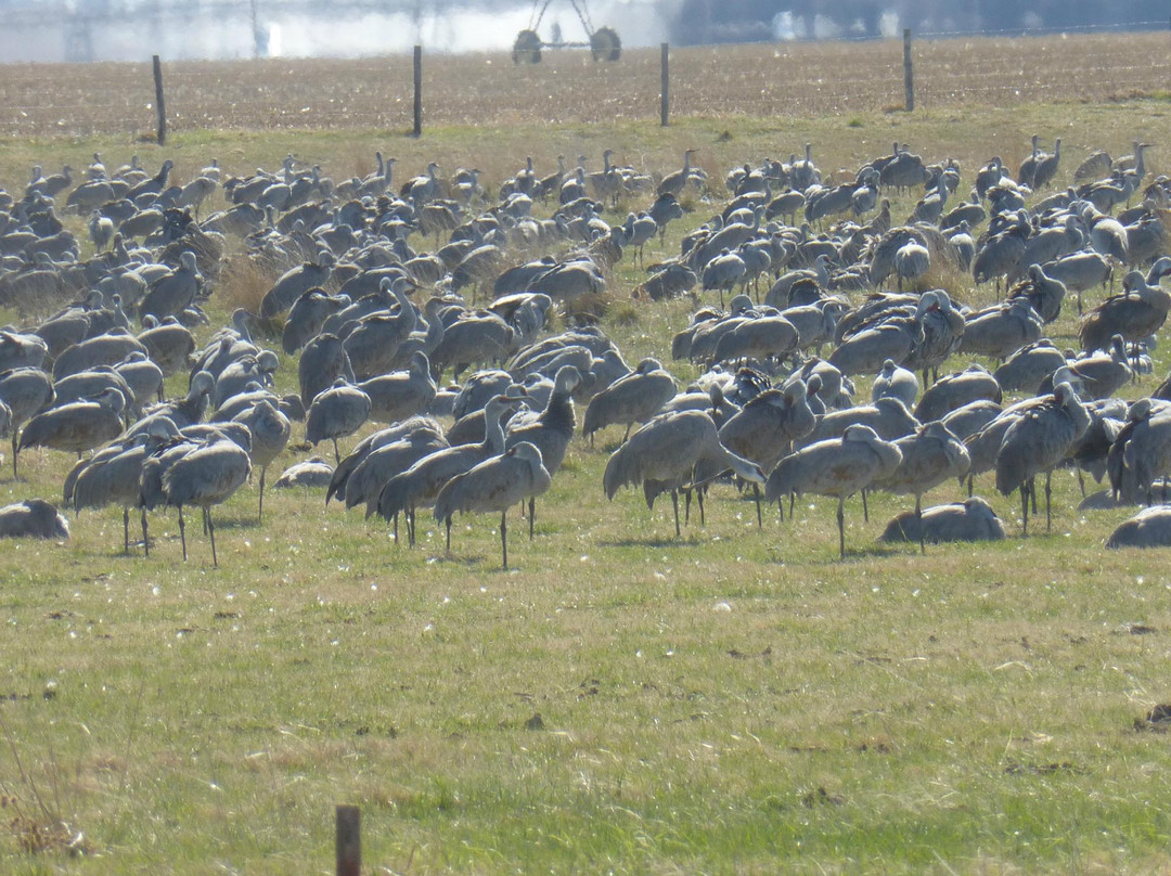 Platte River-格兰德岛必去景点