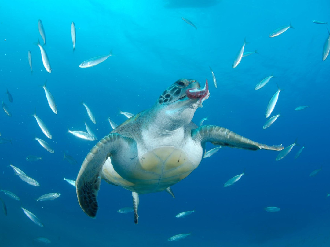 DIVE-MAN Tenerife-拉斯加勒塔斯必去景点