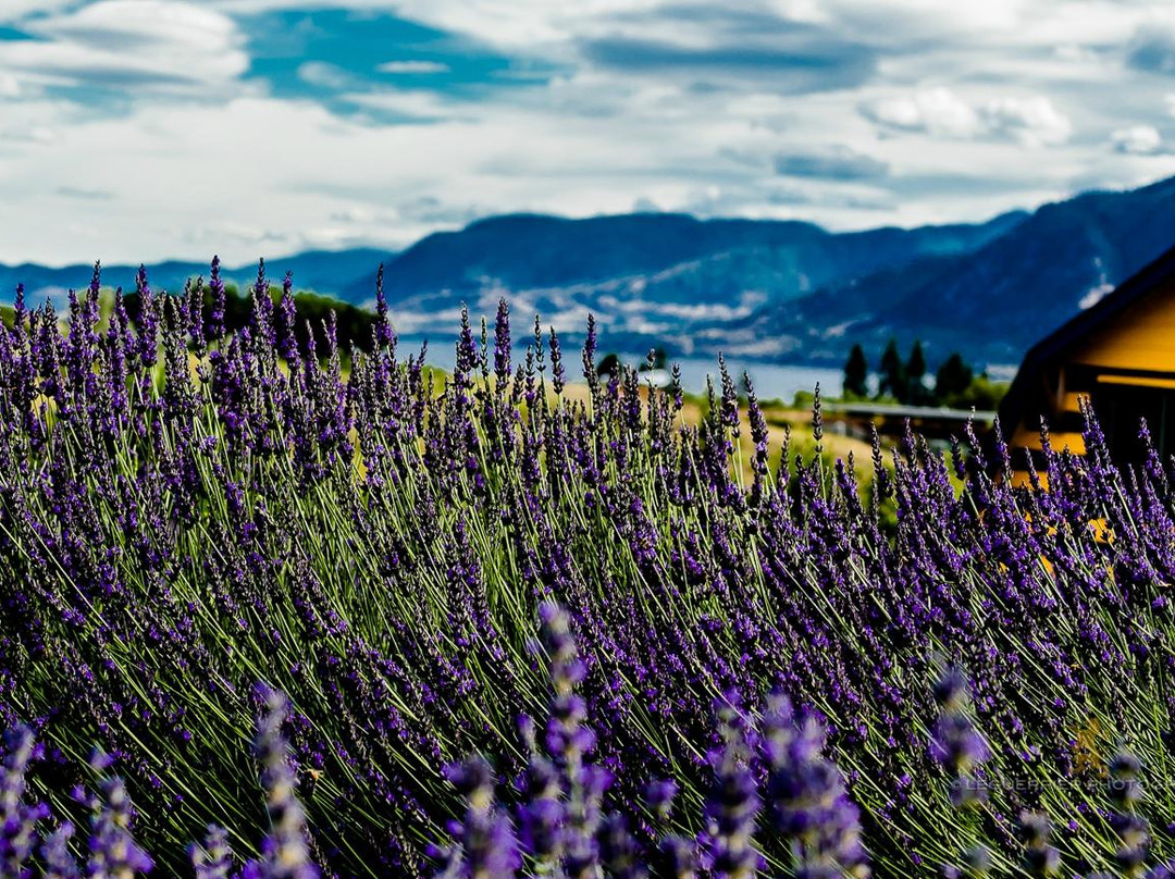 Forest Green Man Lavender景点图片