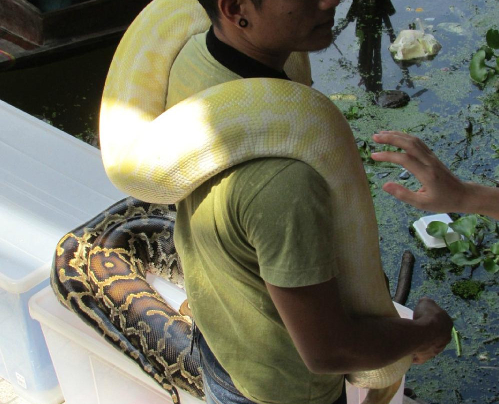 Cobra Show景点图片