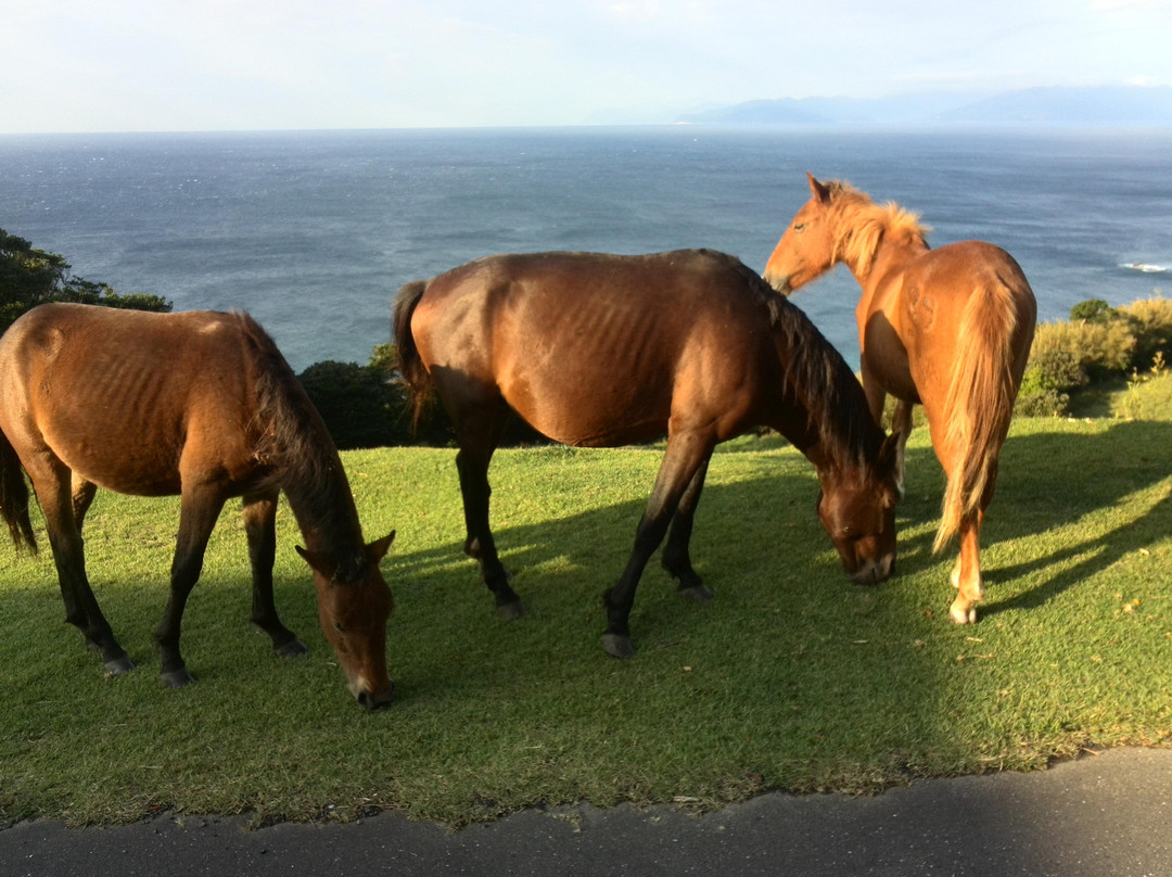 Toimisaki Ogonso主图