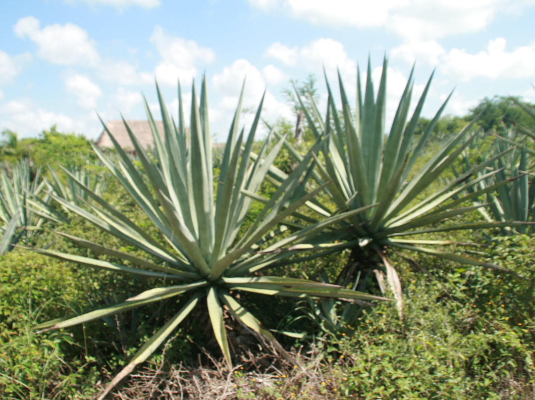 Hacienda Sotuta de Peon景点图片