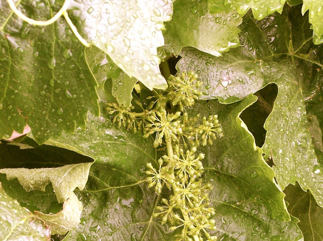 Obsidian Wine Tours-圣海伦娜必去景点