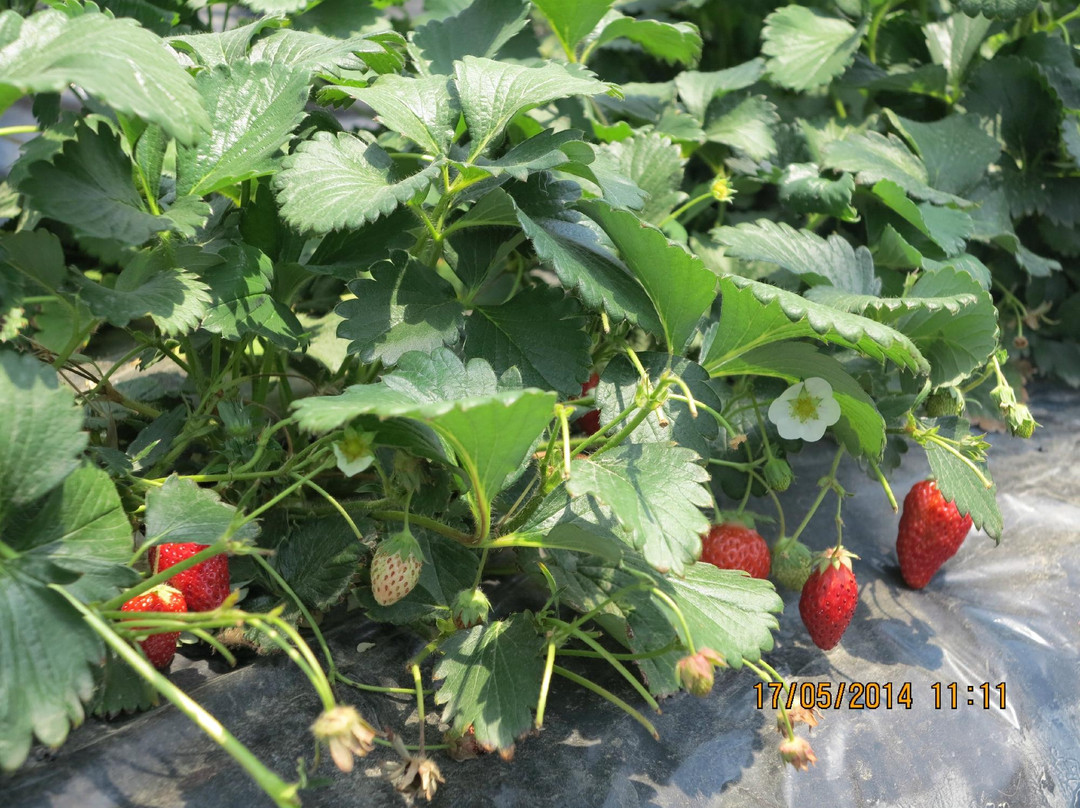 Tondabayashi Savor Farm-富田林市必去景点