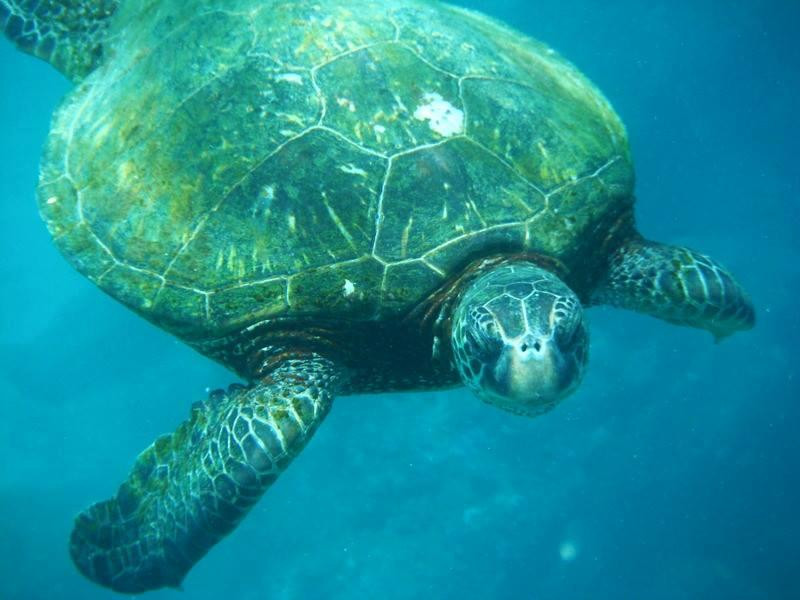 鲨鱼湾-Pupukea必去景点