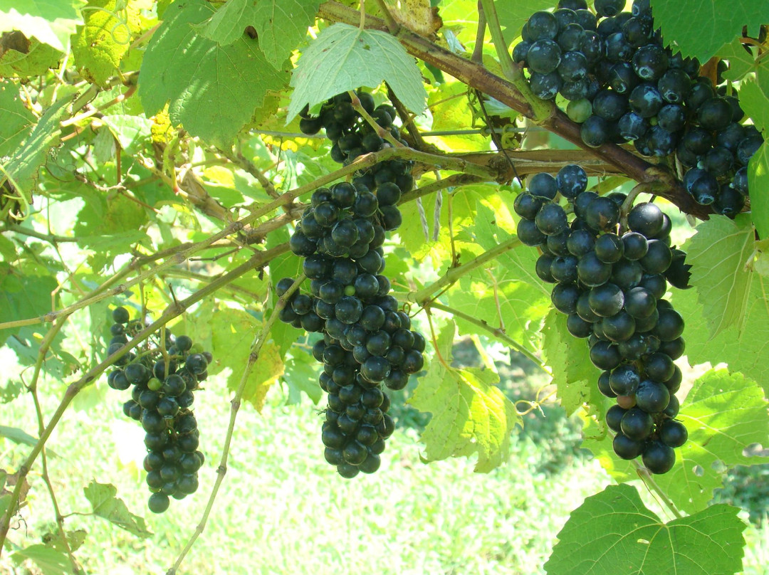 Lincoln Heritage Winery景点图片