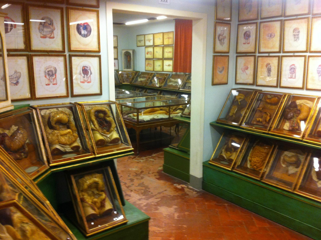 Museo di Storia Naturale - La Specola-佛罗伦萨必去景点