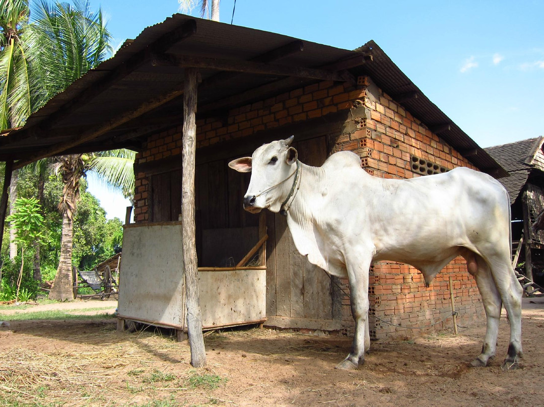 Triple A Adventures Cambodia-暹粒必去景点