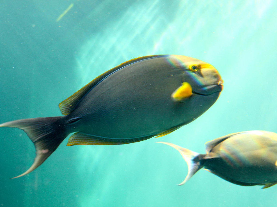 Hakoneen Aquarium-箱根町必去景点