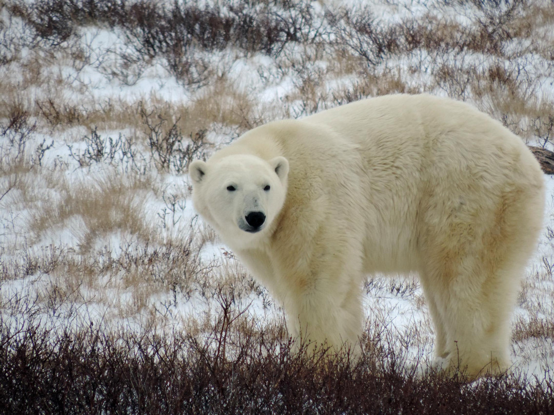 Churchill Nature Tours-Erickson必去景点