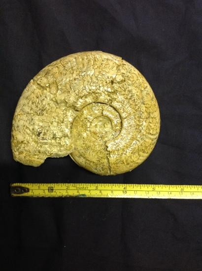 Lyme Regis fossil walks-Charmouth必去景点