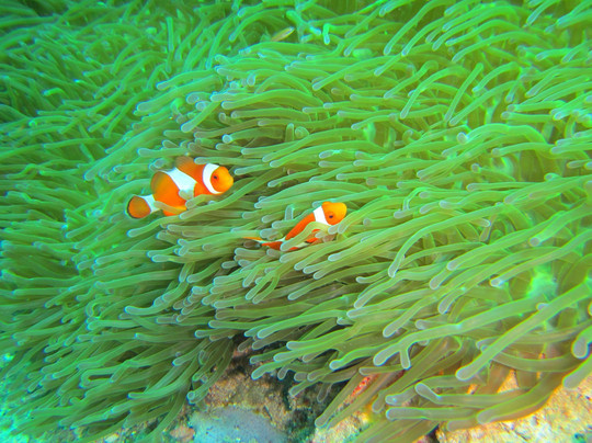 Bali Scuba-沙努尔必去景点