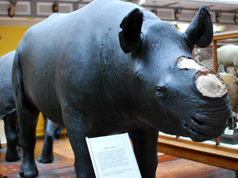 爱尔兰国家博物馆 - 自然史-都柏林必去景点