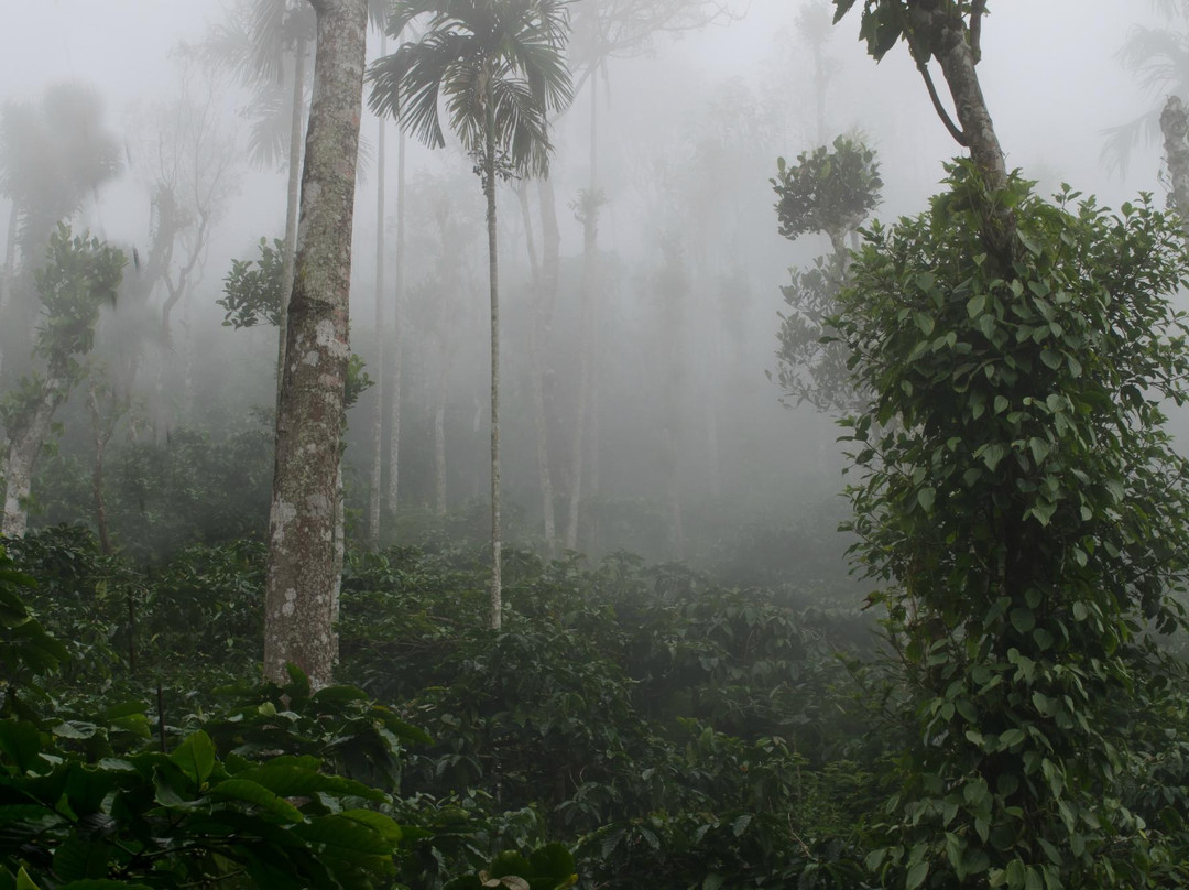 Neelimala View Point-卡尔贝塔必去景点