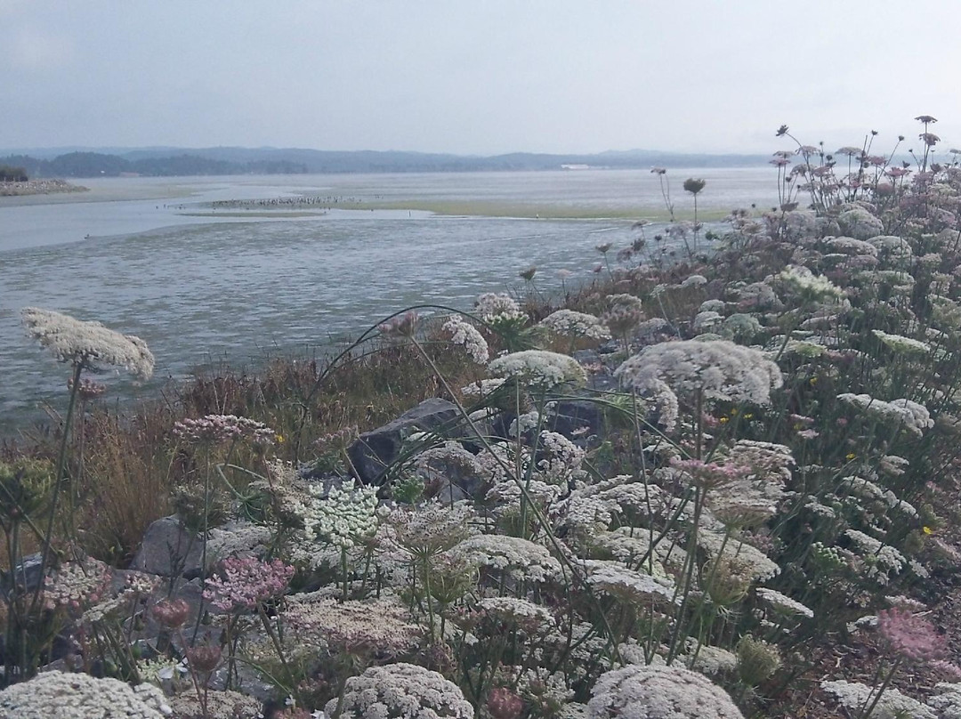 Arcata Marsh and Wildlife Sanctuary景点图片