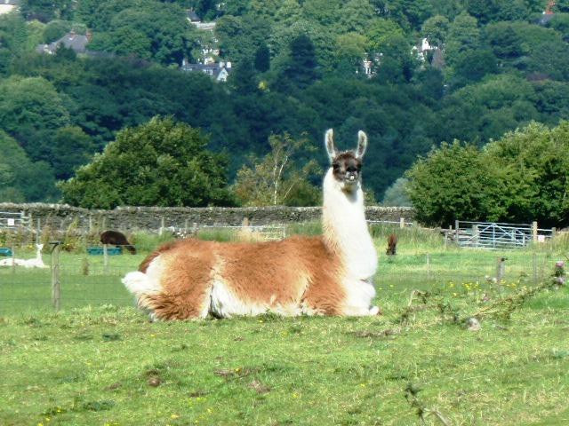 梅菲尔德羊驼馆-谢菲尔德必去景点