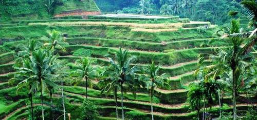 Rio Tour Bali-乌布必去景点