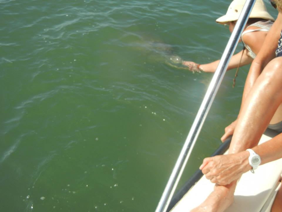 Dolphin Connection-Ingleside必去景点