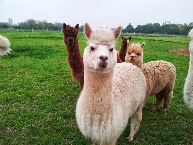 Abbotts View Alpacas景点图片
