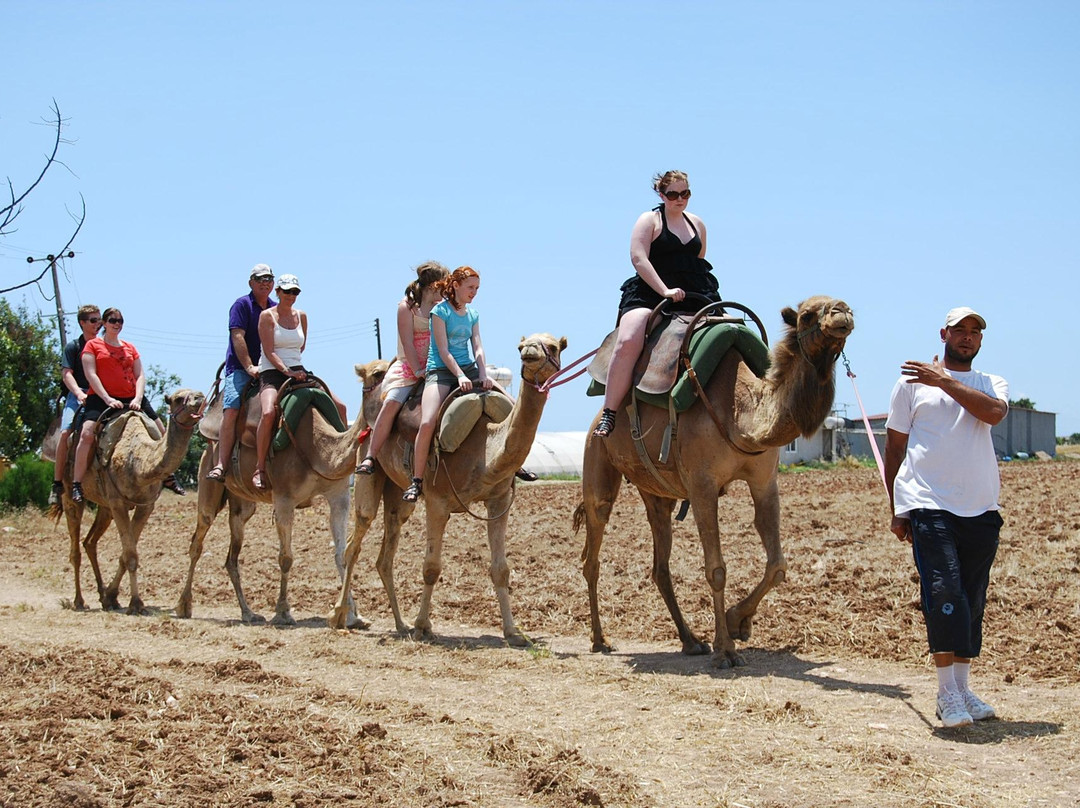Camel Park景点图片