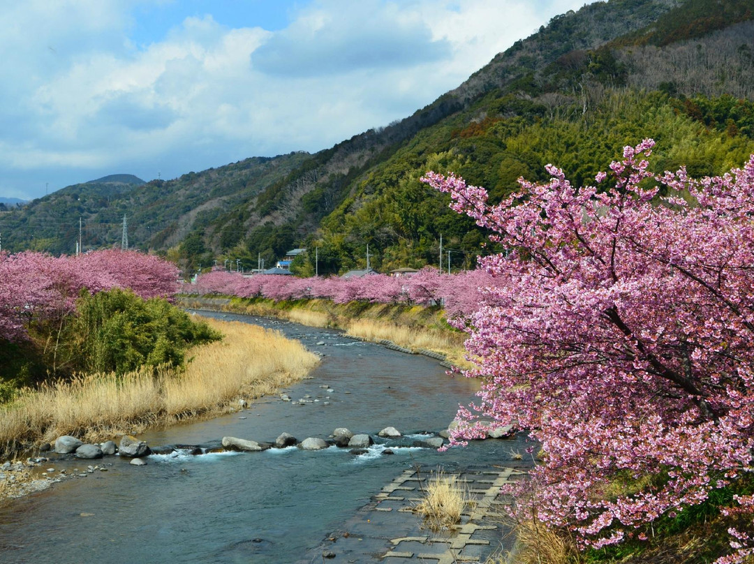 河津樱花-河津町必去景点