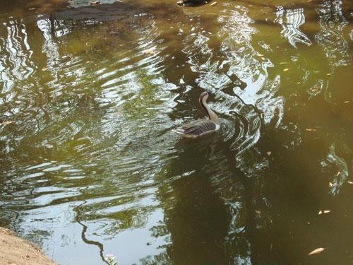 Hirwa Van Gardens-锡尔瓦萨必去景点