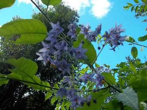 Villa Traful酒店住宿-Hosteria Cohuel