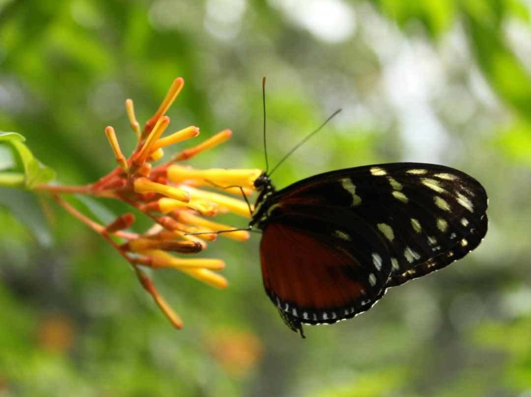 The Butterfly Farm景点图片