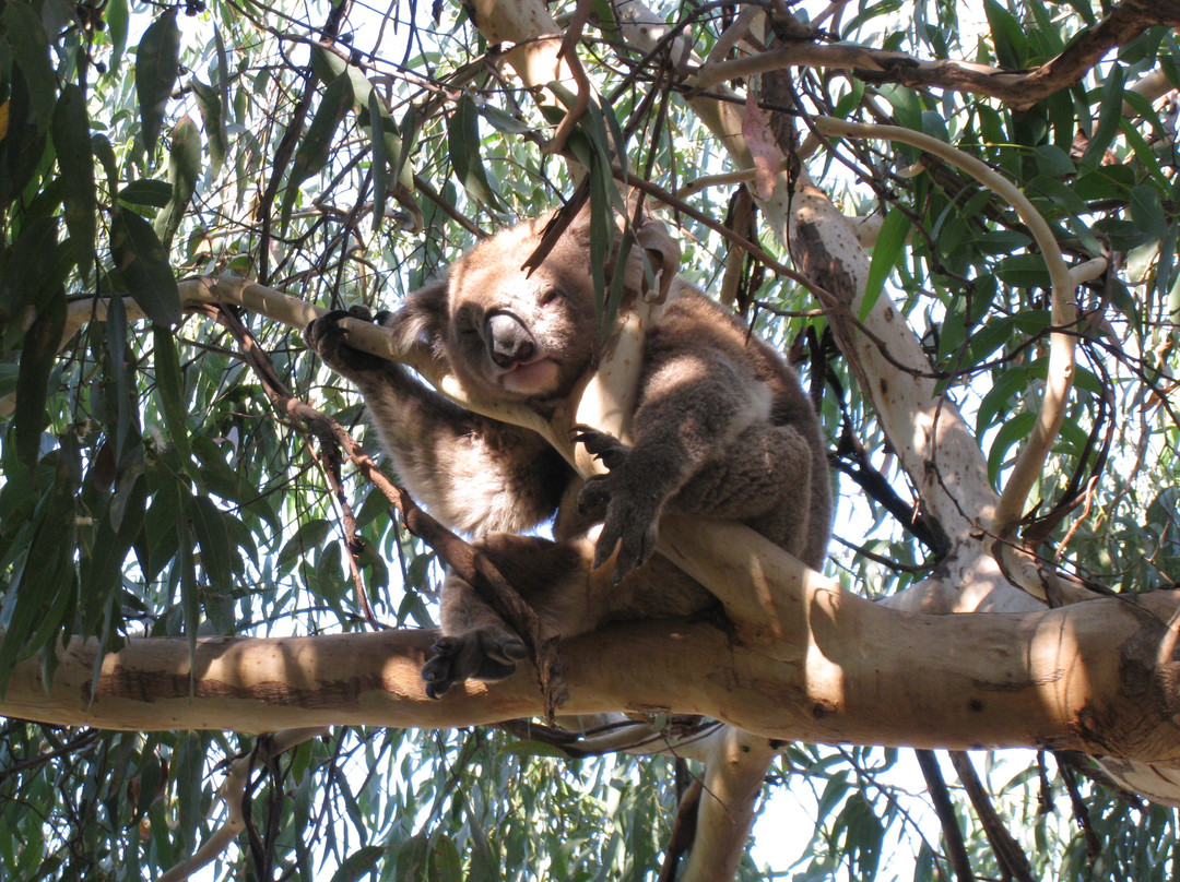 坎尼特河沿岸考拉步行道-坎尼特河必去景点