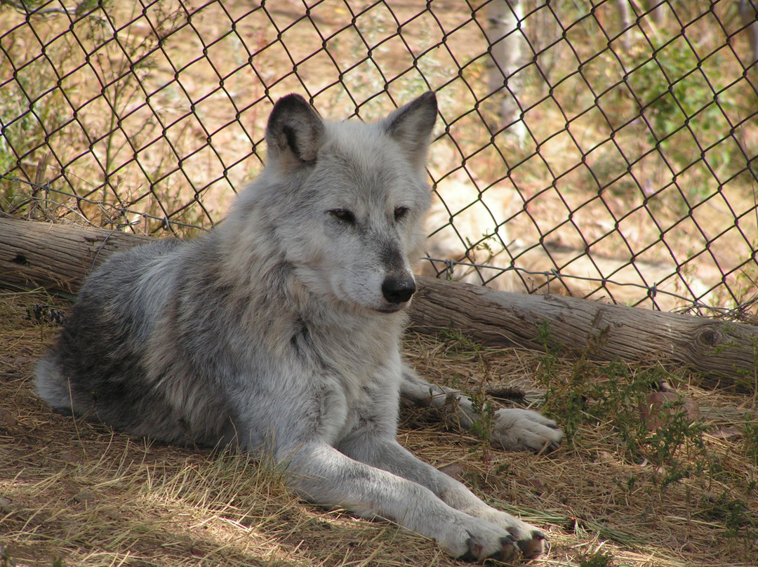 Mission: Wolf-Gardner必去景点
