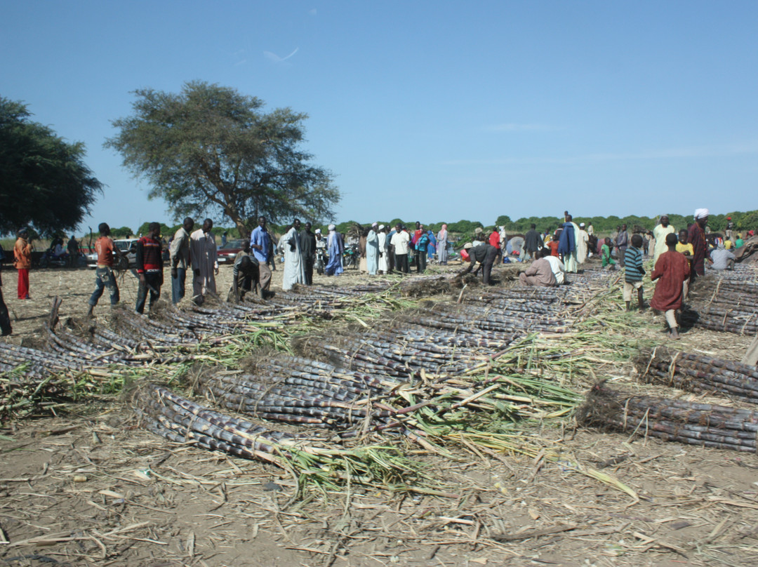 Lake Chad-Baga Sola必去景点
