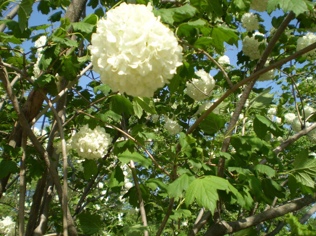 青岛鲁迅公园-青岛市必去景点