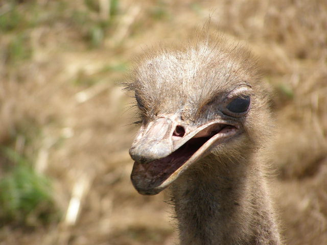 Magnetic Hill Zoo-蒙古顿必去景点