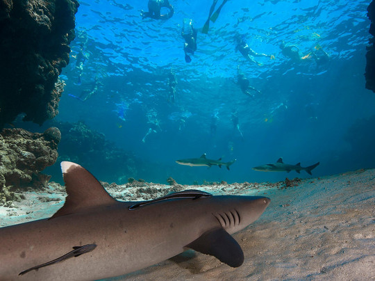 Barefoot Shark Encounters Fiji-丹娜努岛必去景点