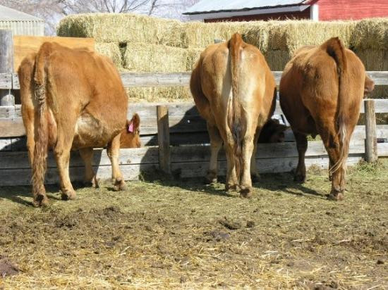 Conrad旅游攻略图片