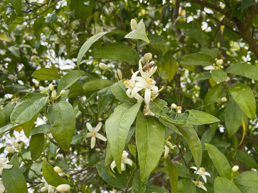 Ladikos Garden主图