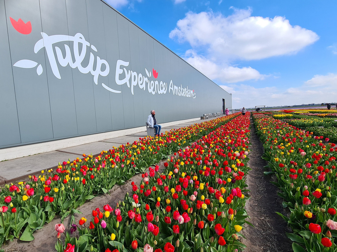 Tulip Experience Amsterdam景点图片