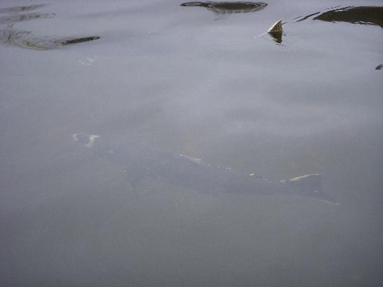 Issaquah Salmon Hatchery景点图片