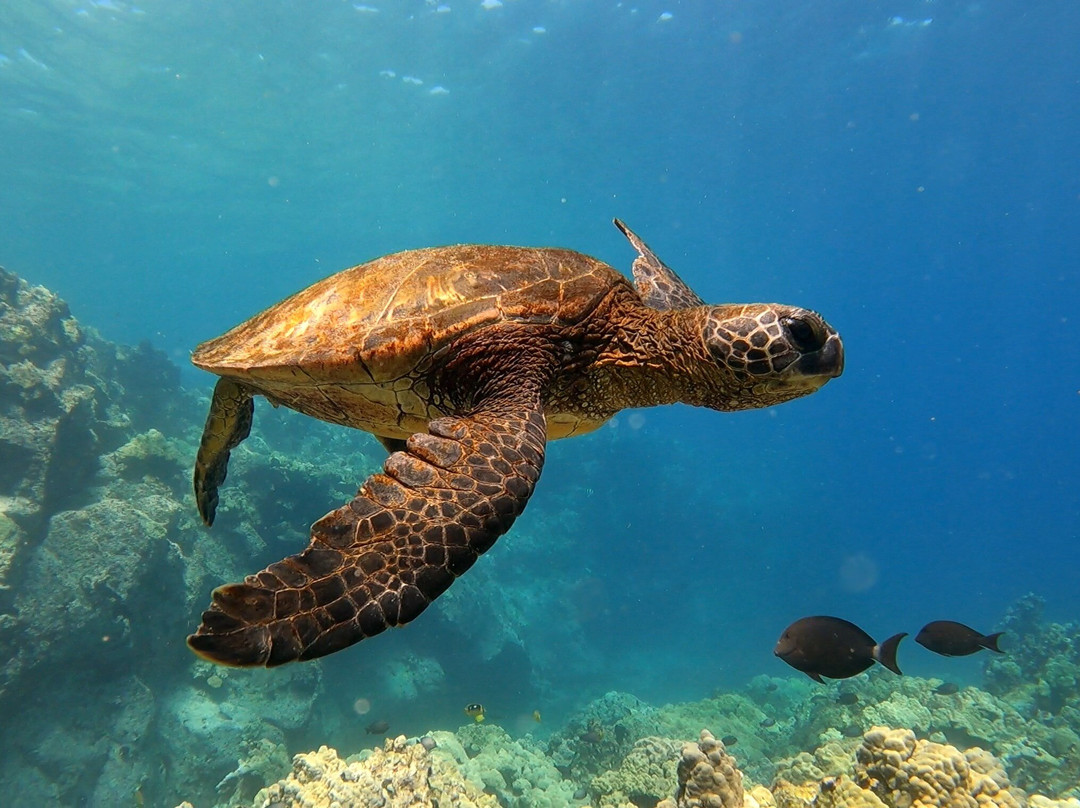 Hawai'i Surf and Kayak-普阿克必去景点