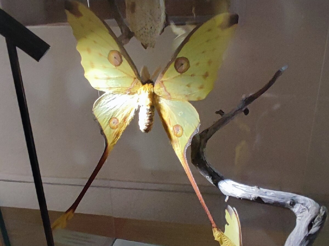 Verasoie Musée Magnanerie景点图片