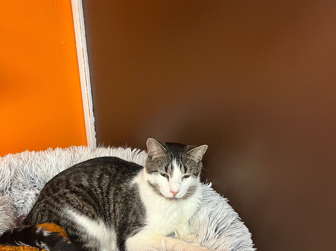 Mew Haven Cat Cafe-纽黑文必去景点