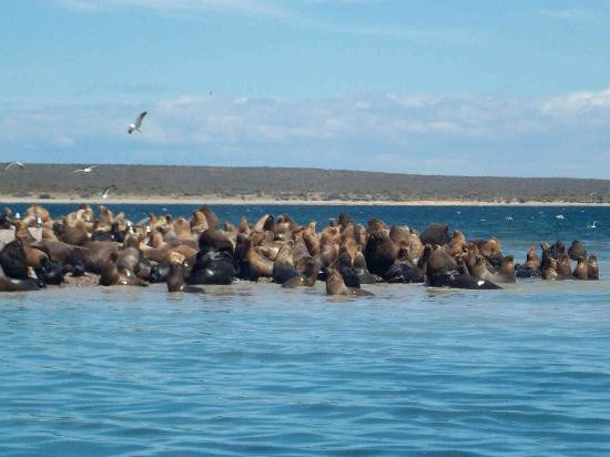 Bahia Bustamante-Province of Chubut必去景点