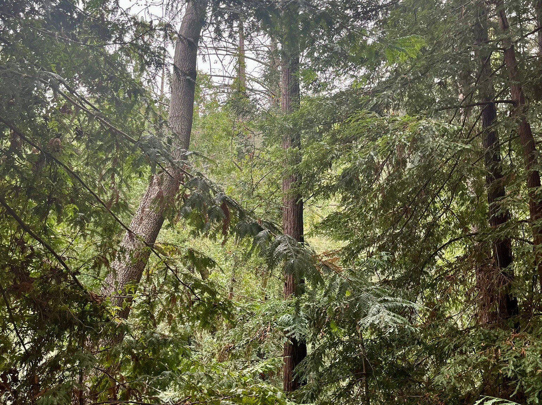 Fernwood Resort主图